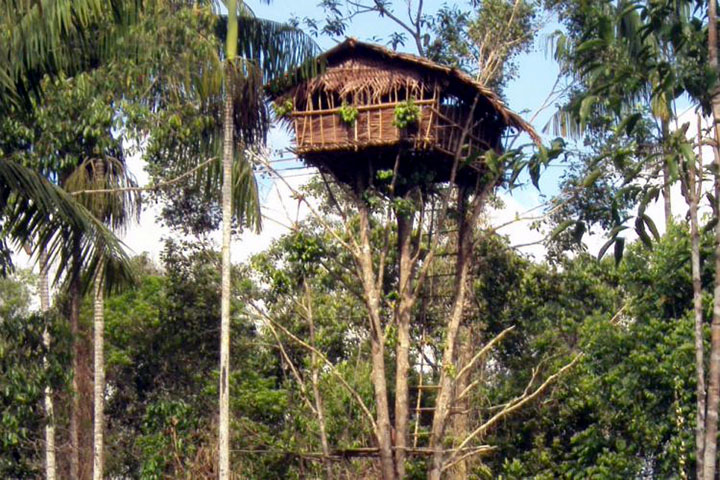 Rumah Pohon Papua Suku Korowai