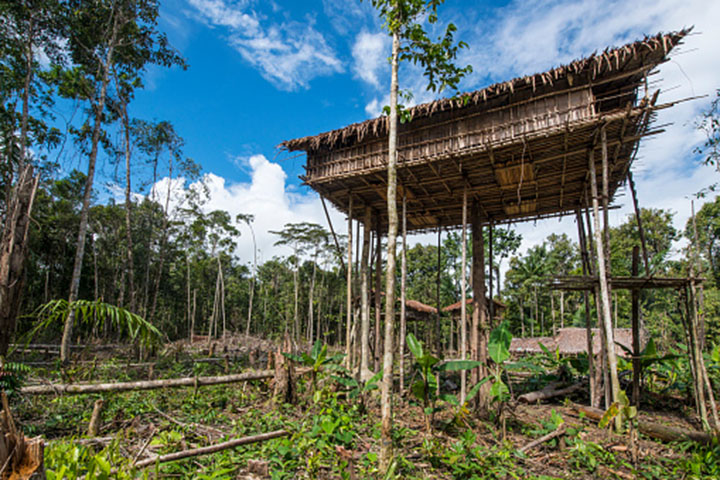 gambar rumah pohon papua