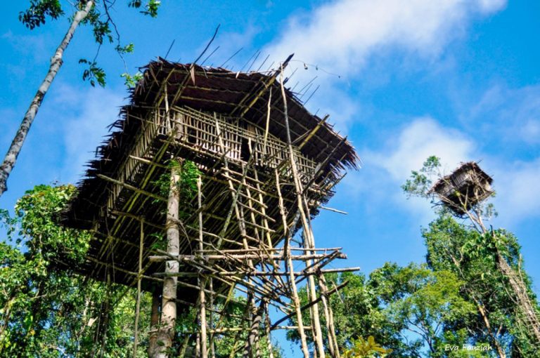 rumah adat suku korowai