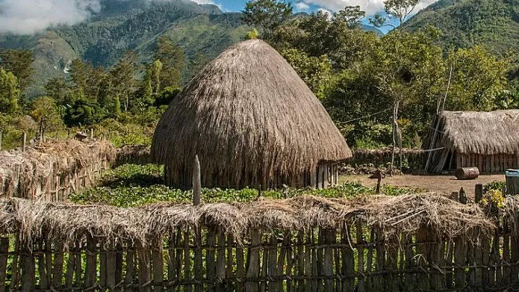 rumah ebei suku dani papua